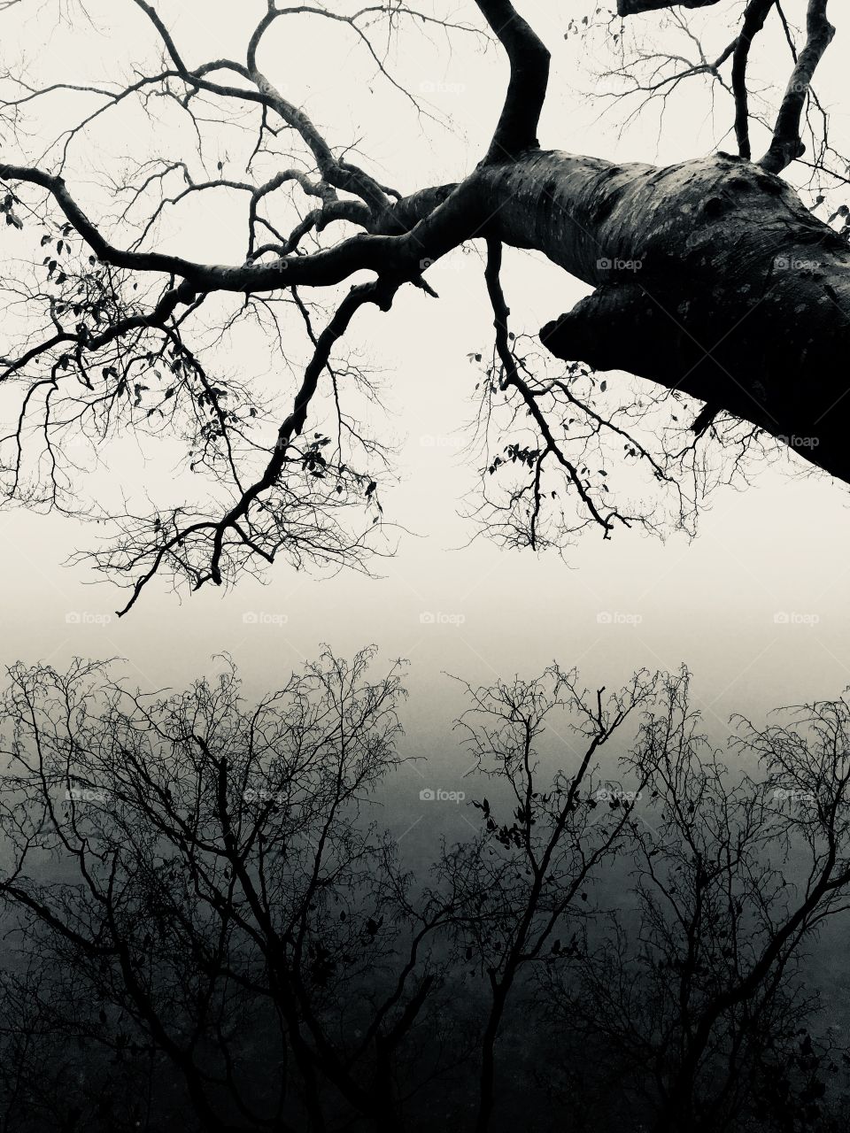 Black and white of an old tree tree branch reaching out over the calm water on an eerie foggy morning at Lake Benson Park in Garner North Carolina, Raleigh Triangle area, Wake County. Crystal clear reflections of tree branches on water’s surface. 