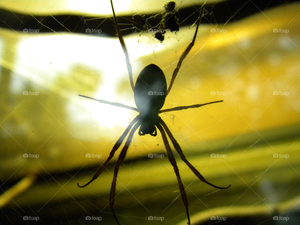 black web spider spider web by heim.bogdan