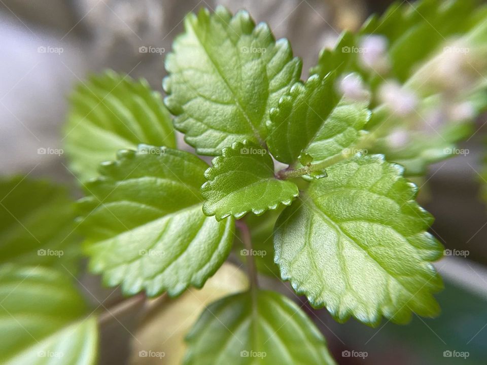 Houseplant close up 