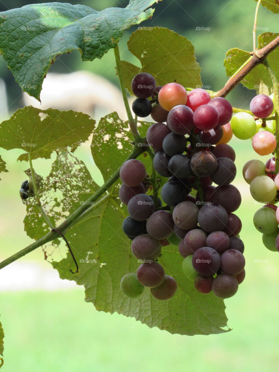 Fruit, Vine, Nature, Leaf, Pasture