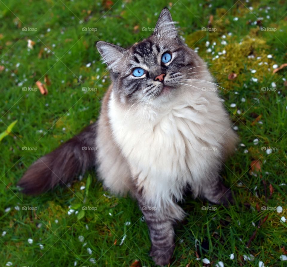 fluffy longhaired Ragdoll cat portrait