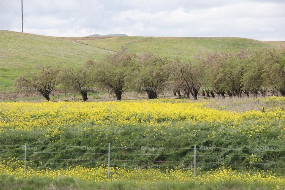 Spring landscape 