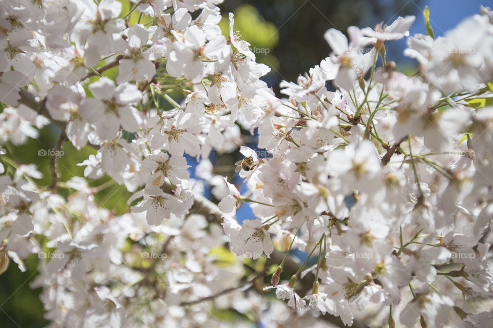 Bee in blooming spring flowers 