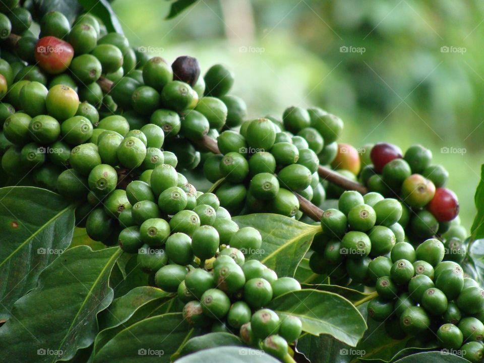 Coffee fruit