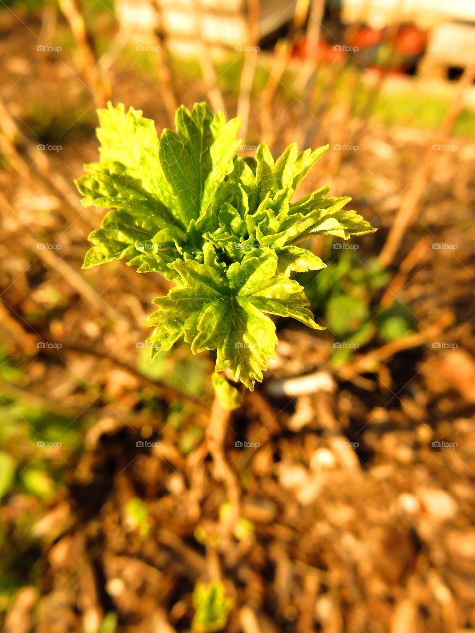 Spring leaves