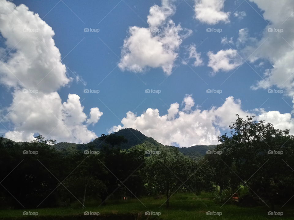 NATUR, UMWELT, LANDSCHAFT, PFLANZENWELT.