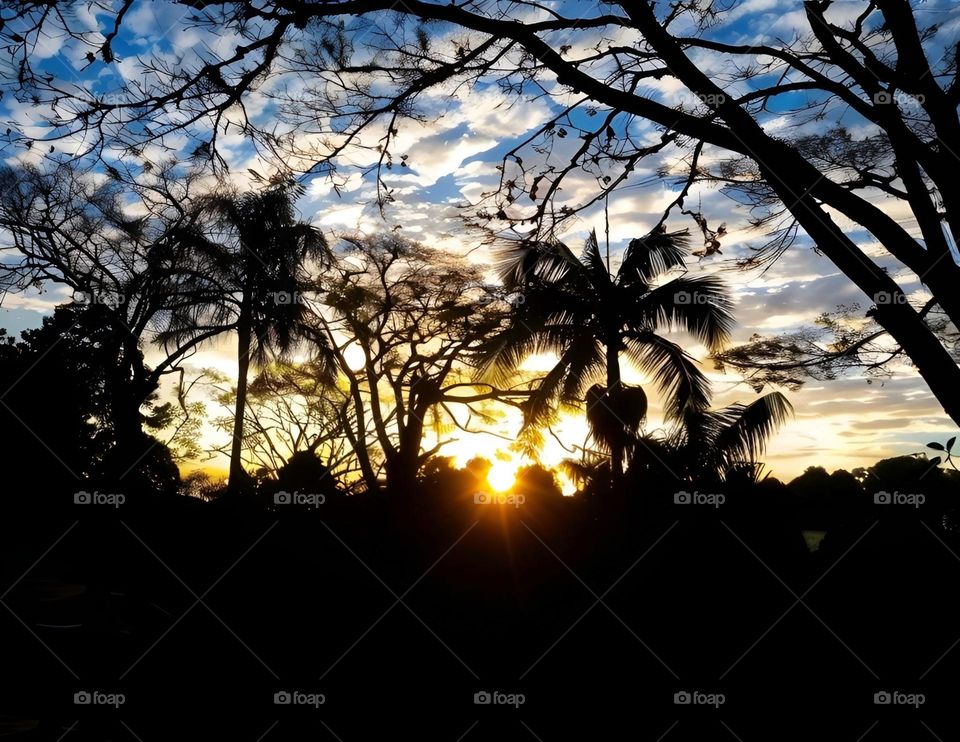 Sunset between trees