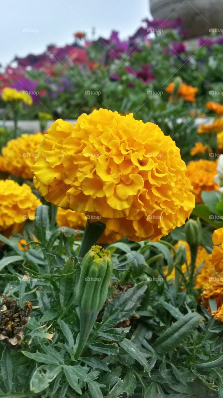 Marigold flower blooming outdoors