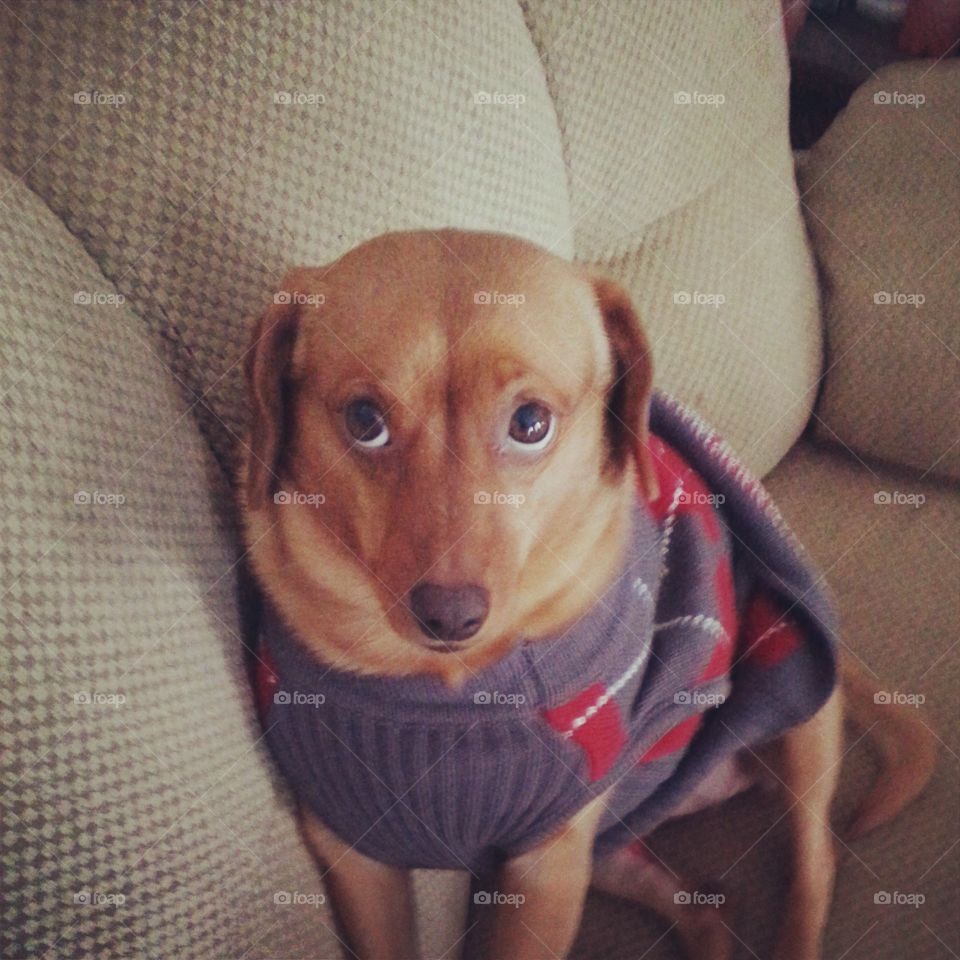 sad eyes. my dog hating her sweater