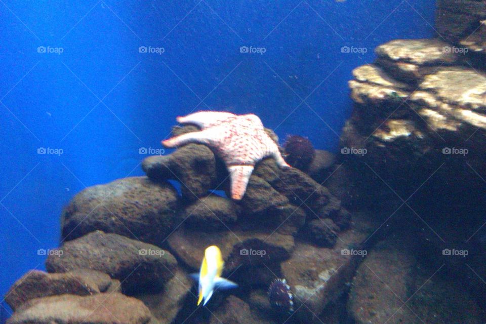 Starfish. Starfish in a tank.