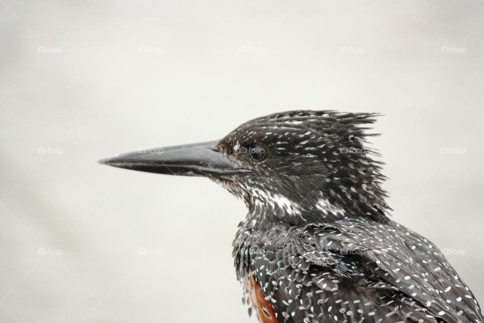 Giant kingfisher. Took the pic at lower sabi on a bridge