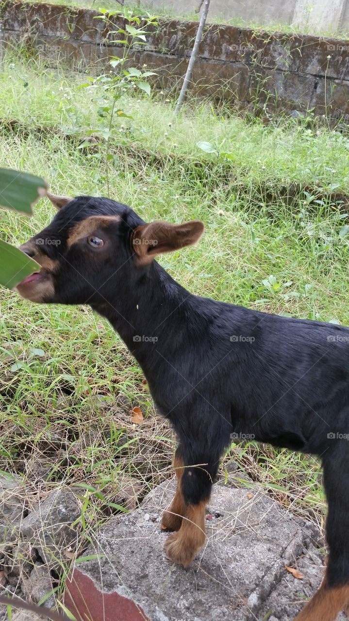 baby goat