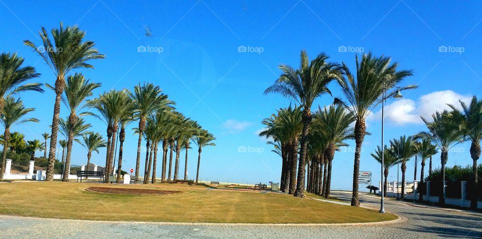 palm trees in spain