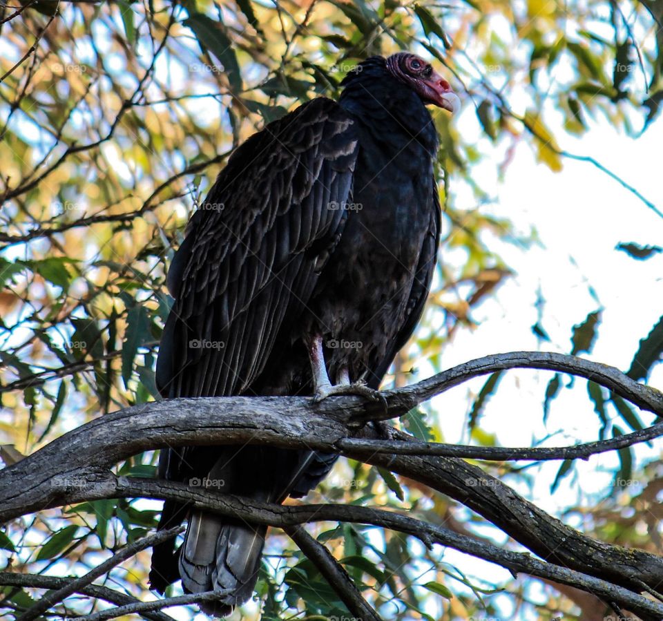 Vulture. This vulture was sitting in the tree in my backyard. Such an opportunity for a photoshoot. 