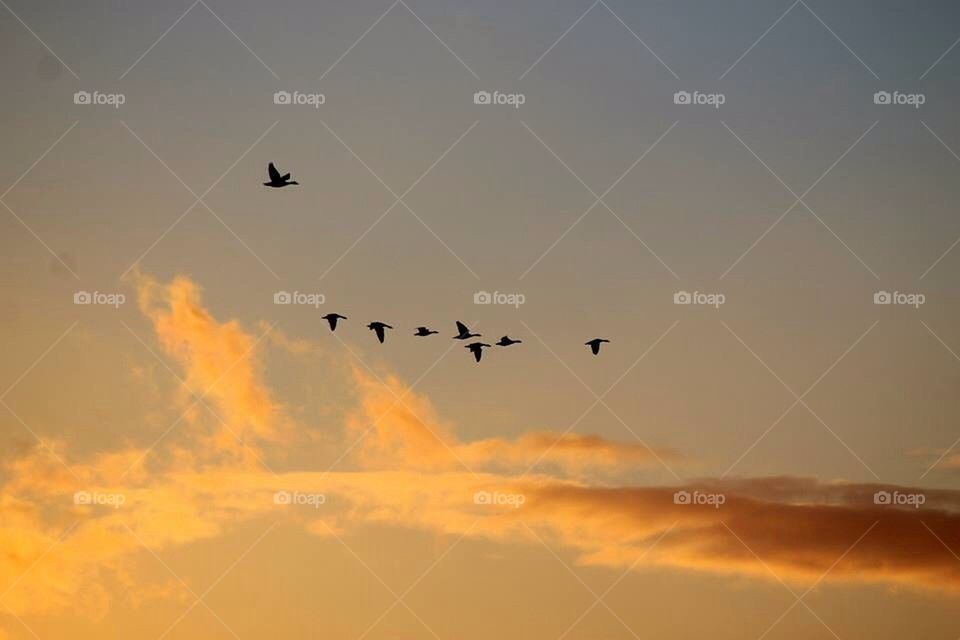 Just fly away with me