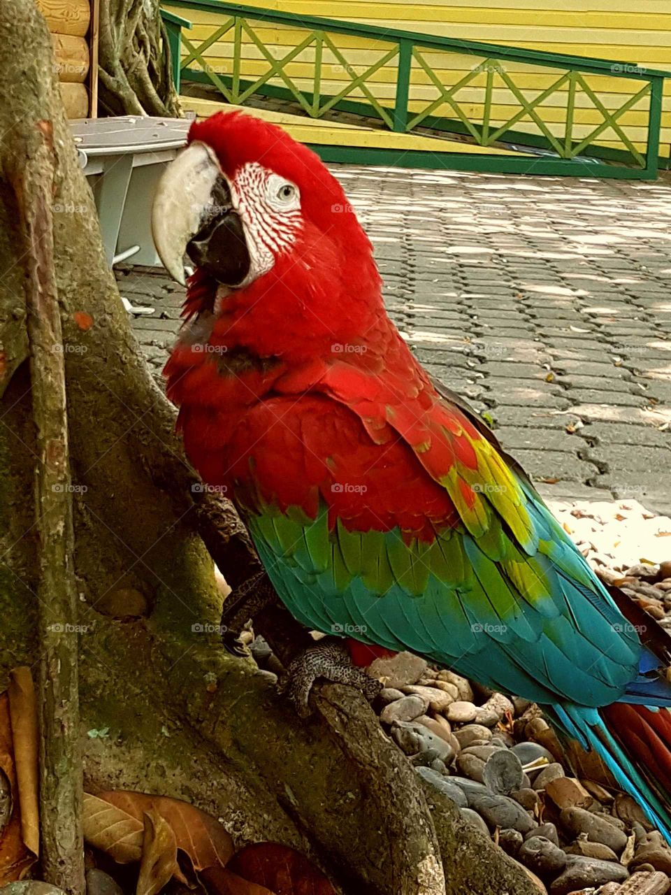 Parrot, Bird, Zoo, Macaw, Wildlife