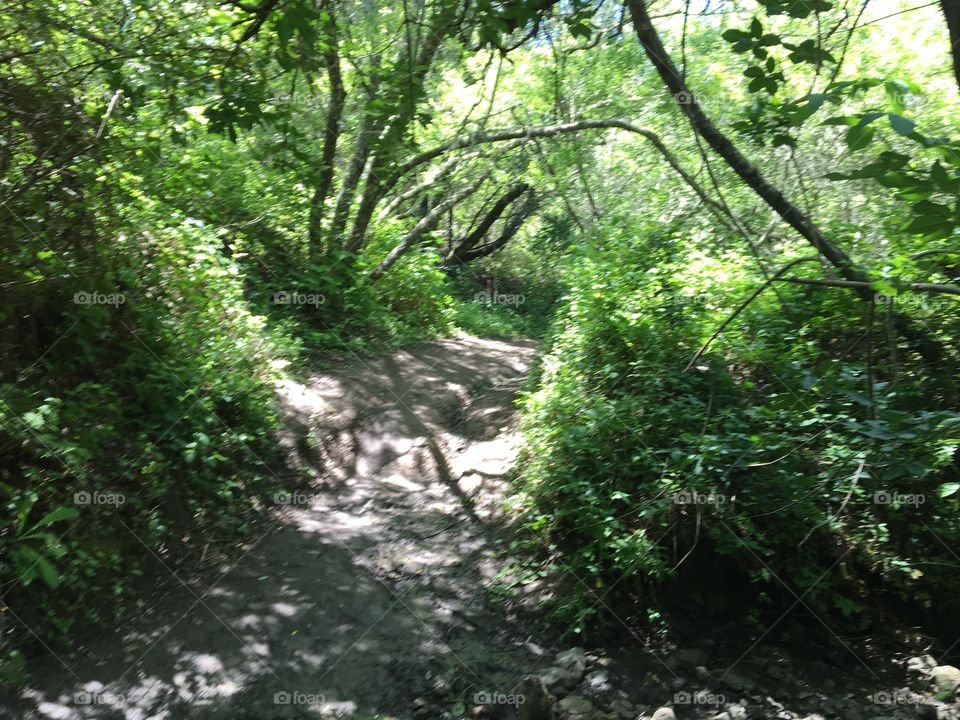 Summer time trail in Oakland California 