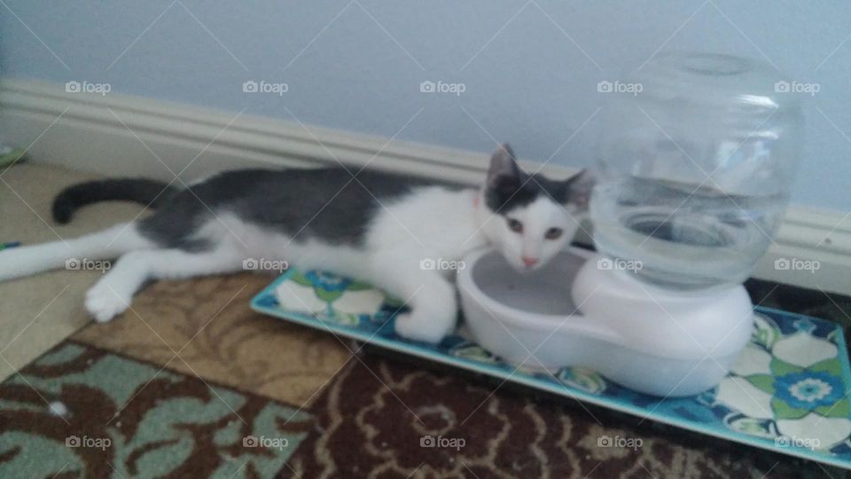 This kitten enjoys laying on his water bowl to cool off!