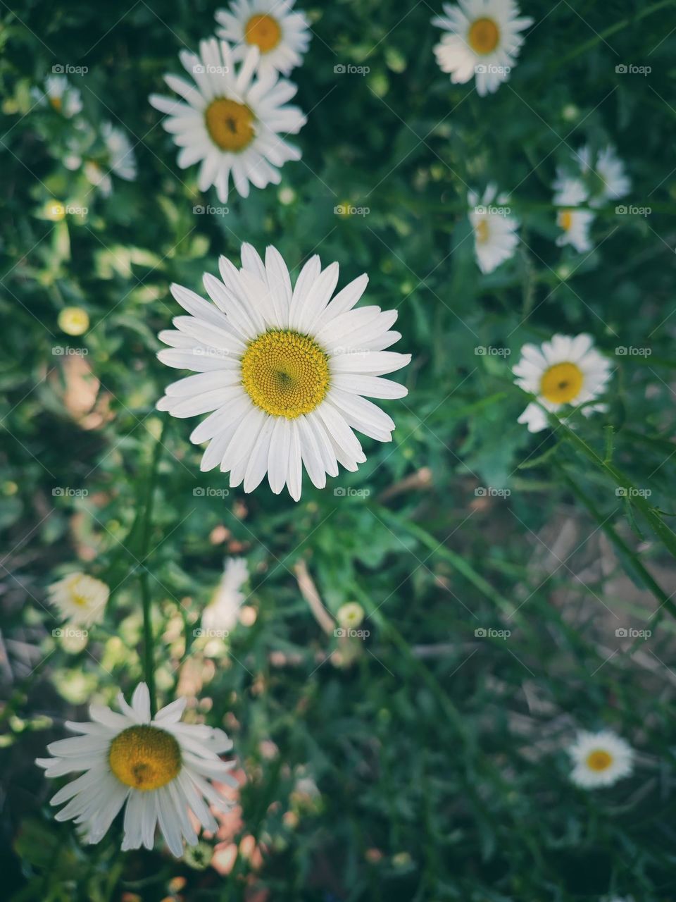 Daisy flowers