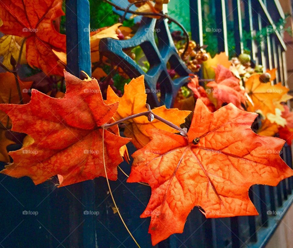 Fall, Leaf, Maple, Season, Tree