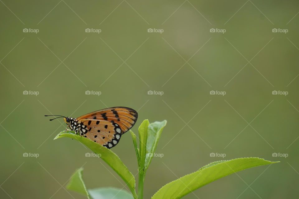 Beautiful butterfly on leaves