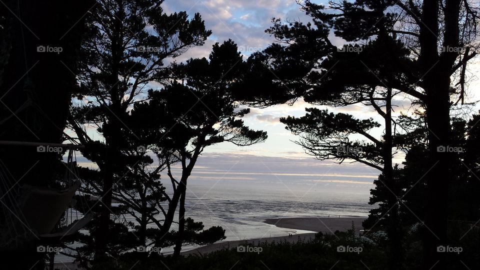 Tree, Landscape, No Person, Conifer, Nature