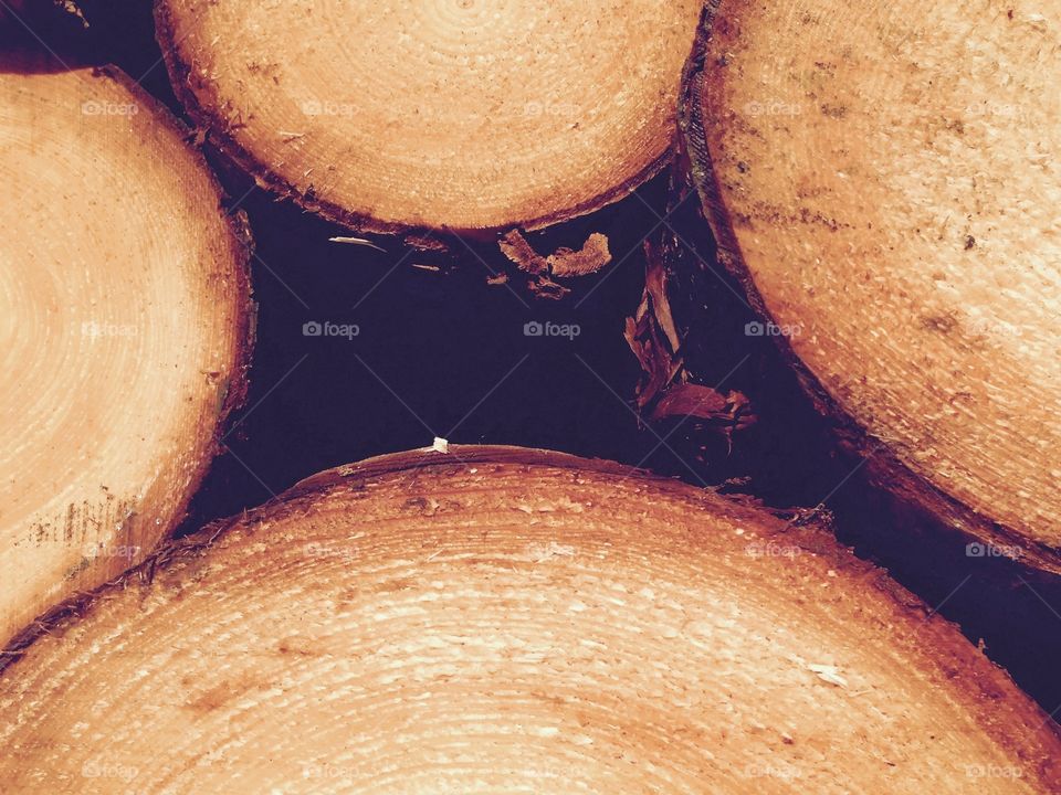 Details of tree trunks