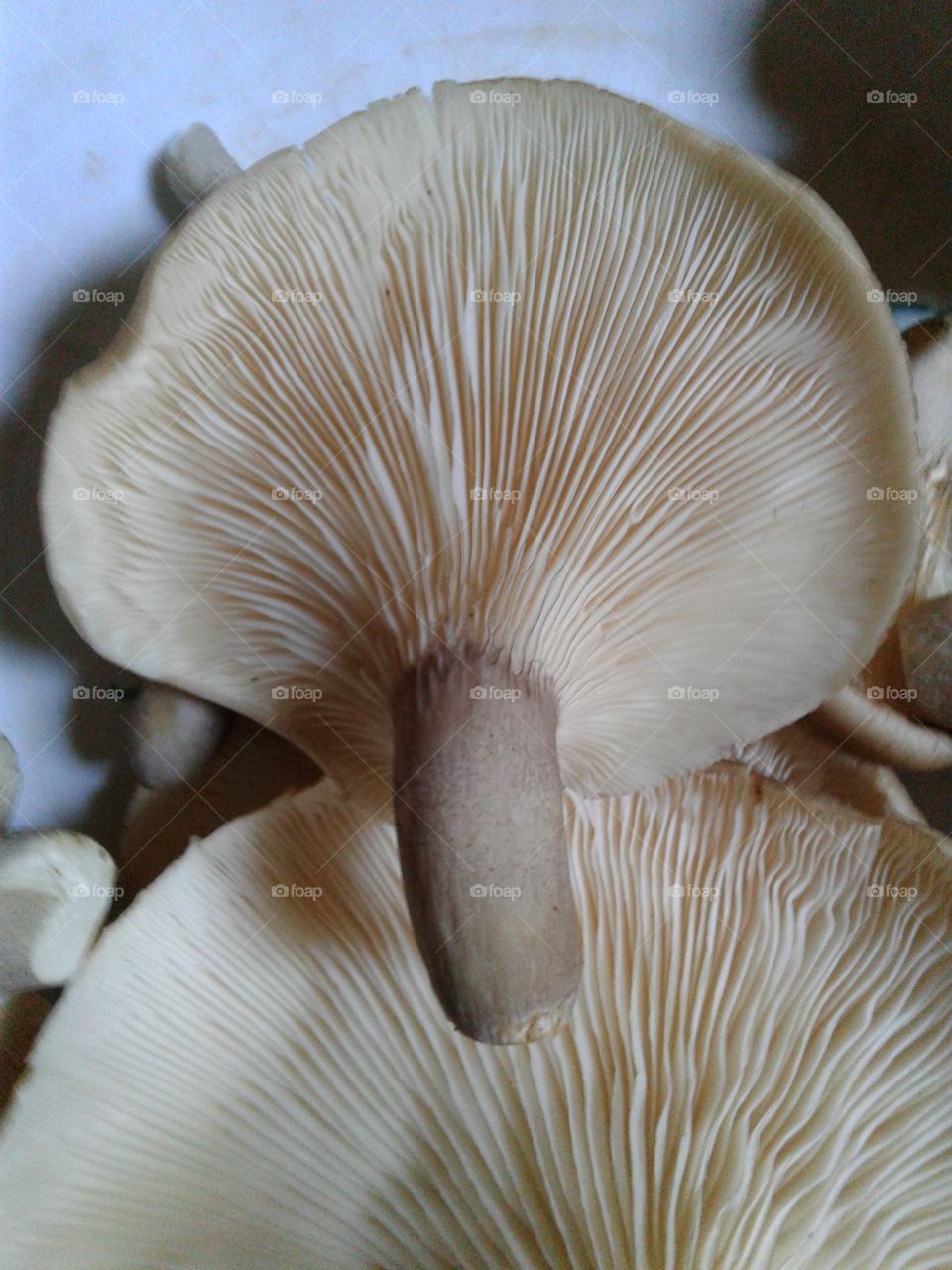 mushroom  _ abolone (down side)