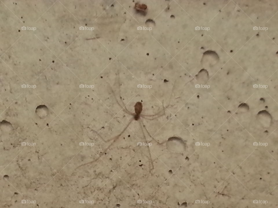 the small spider walking on concrete ceiling.