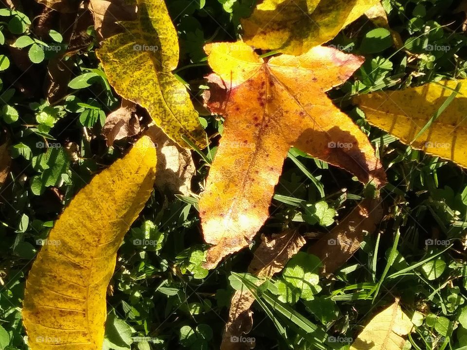 leaf debris on clover
