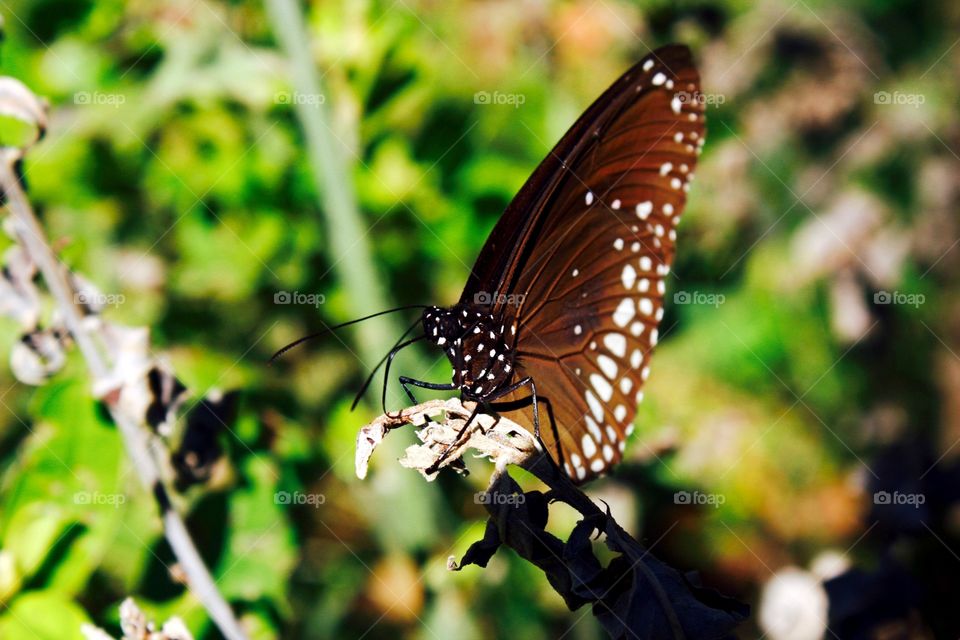 Butterfly on a leaf
