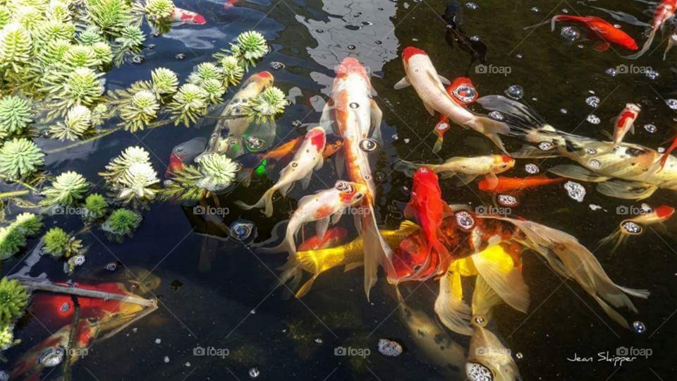 Koi fish in pond