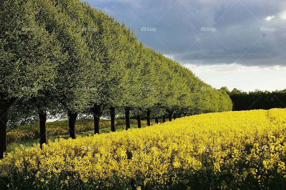 Green trees by yellow field