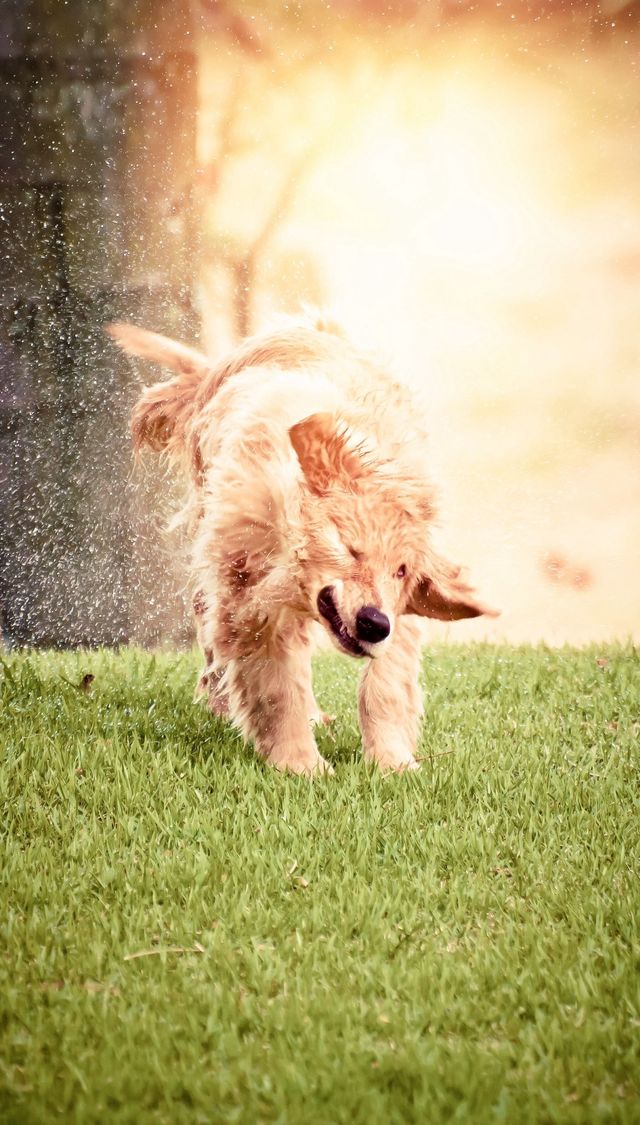 Dog shaking
