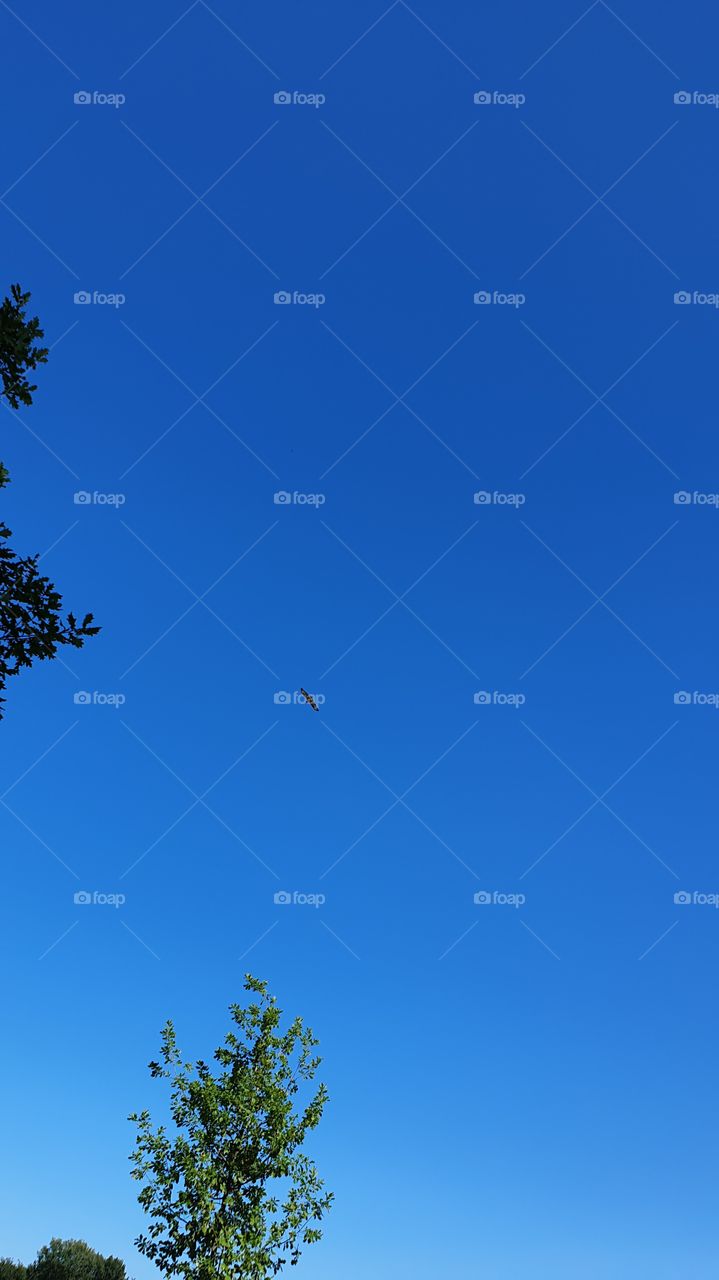 eagle above the trees