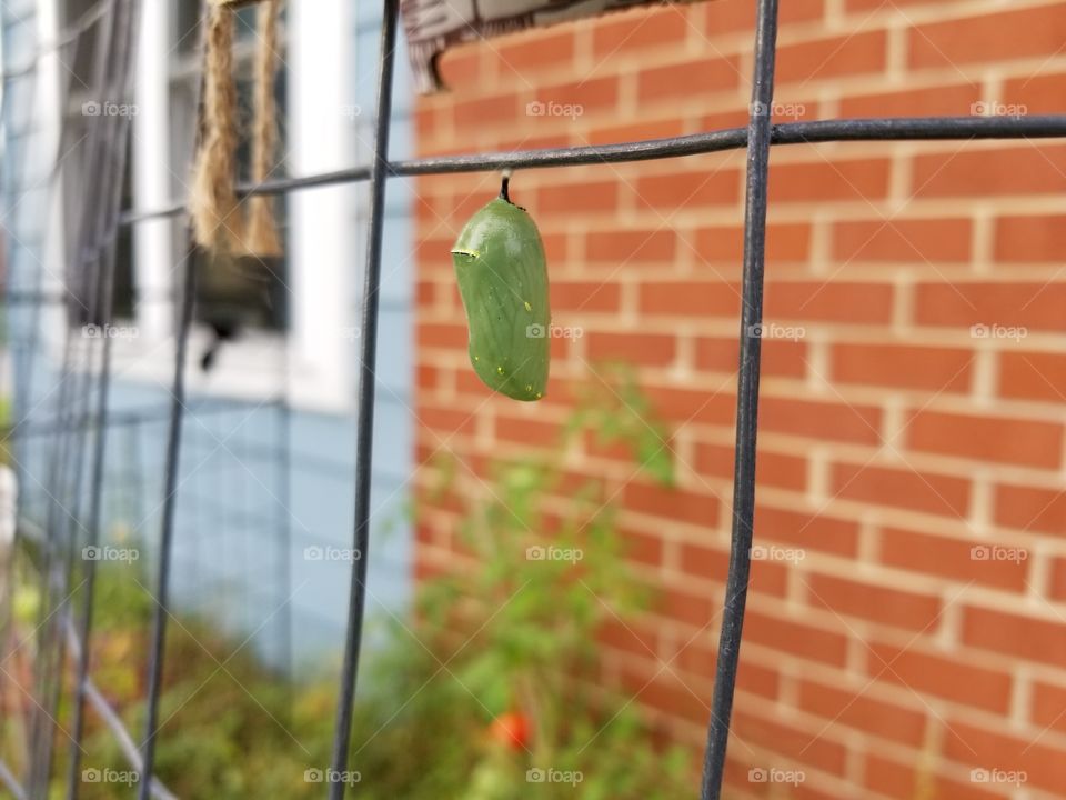 monarch butterfly wings are forming