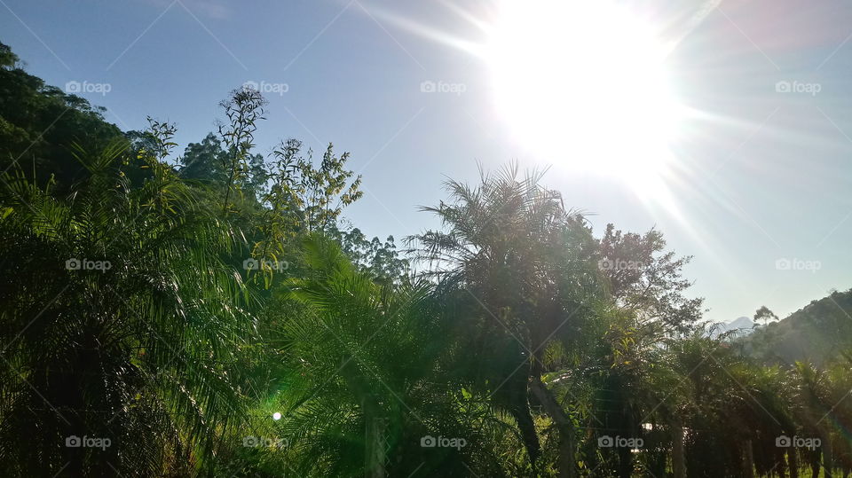 သစ်ပင်၊ သစ်တော၊ သဘာဝရှုခင်းများ။