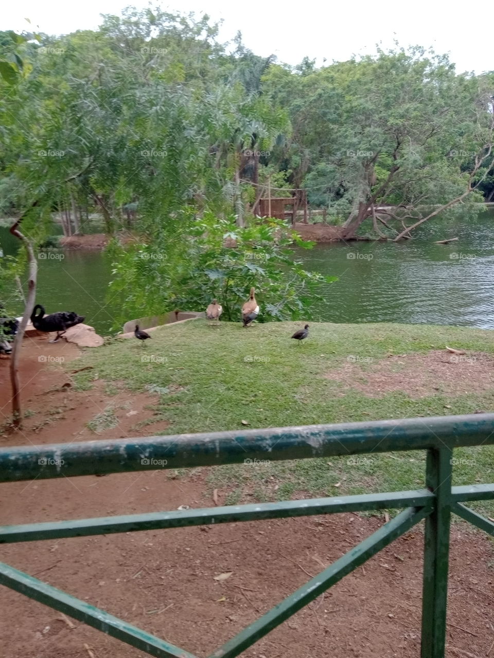 Aves, água e árvores