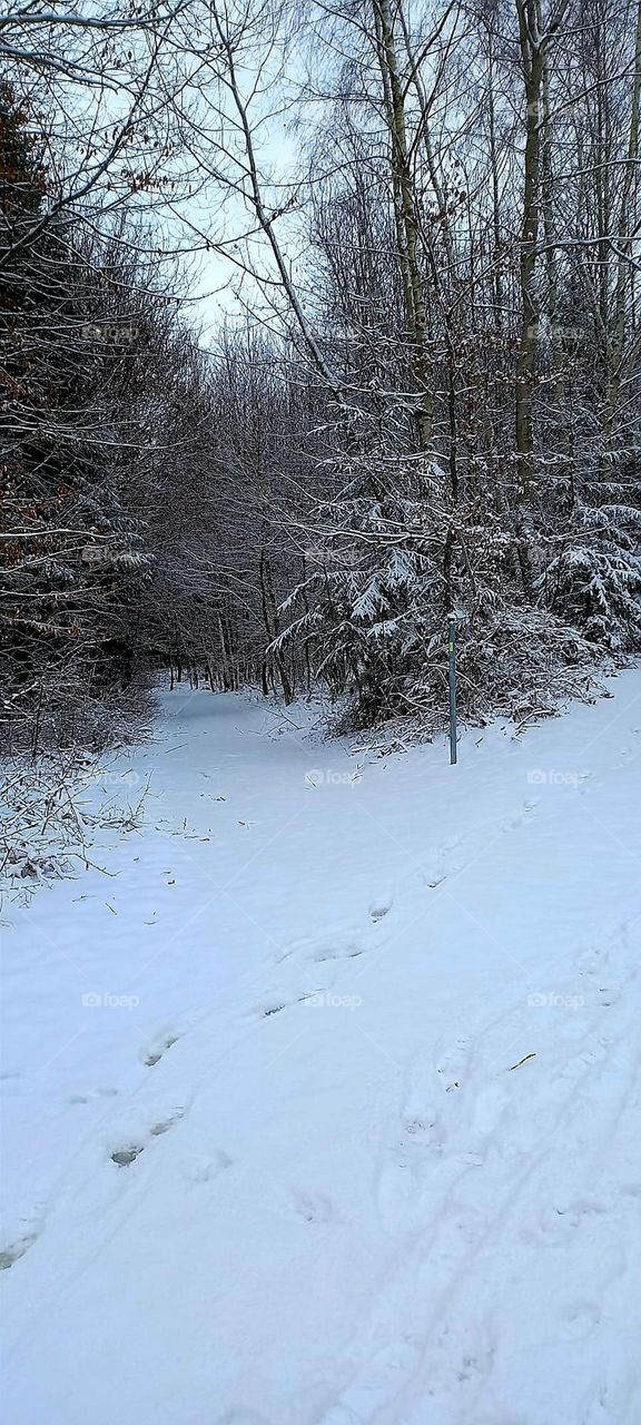 Walking Through a Snowy Wood