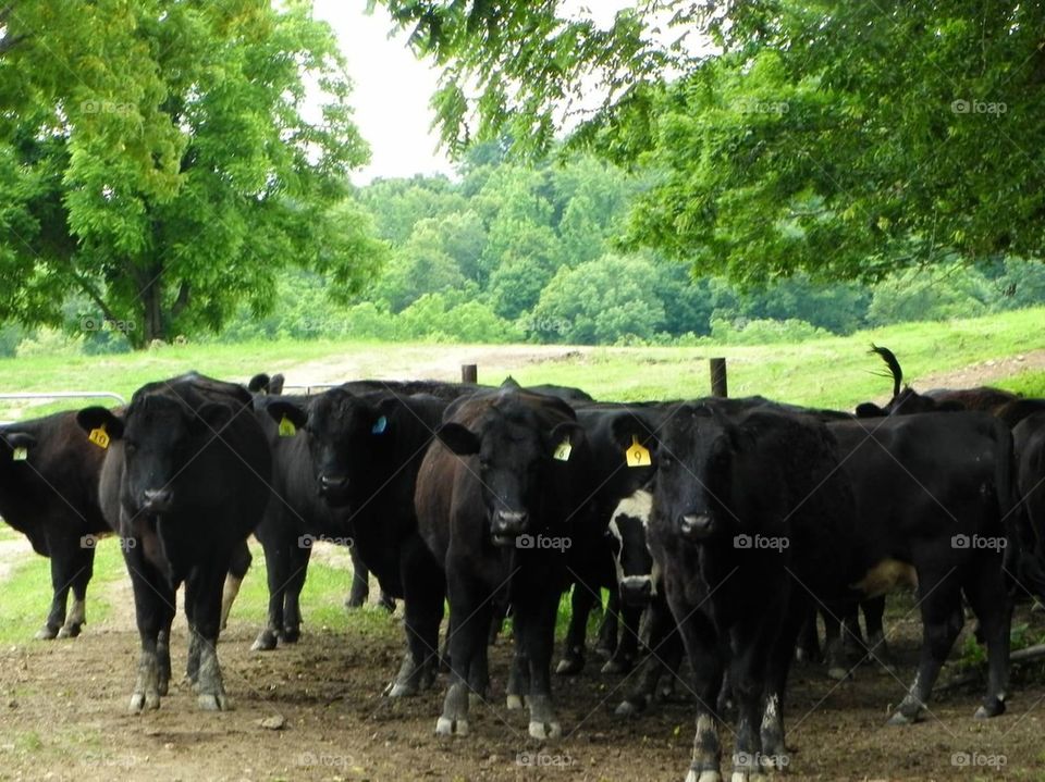 Till the cows come home