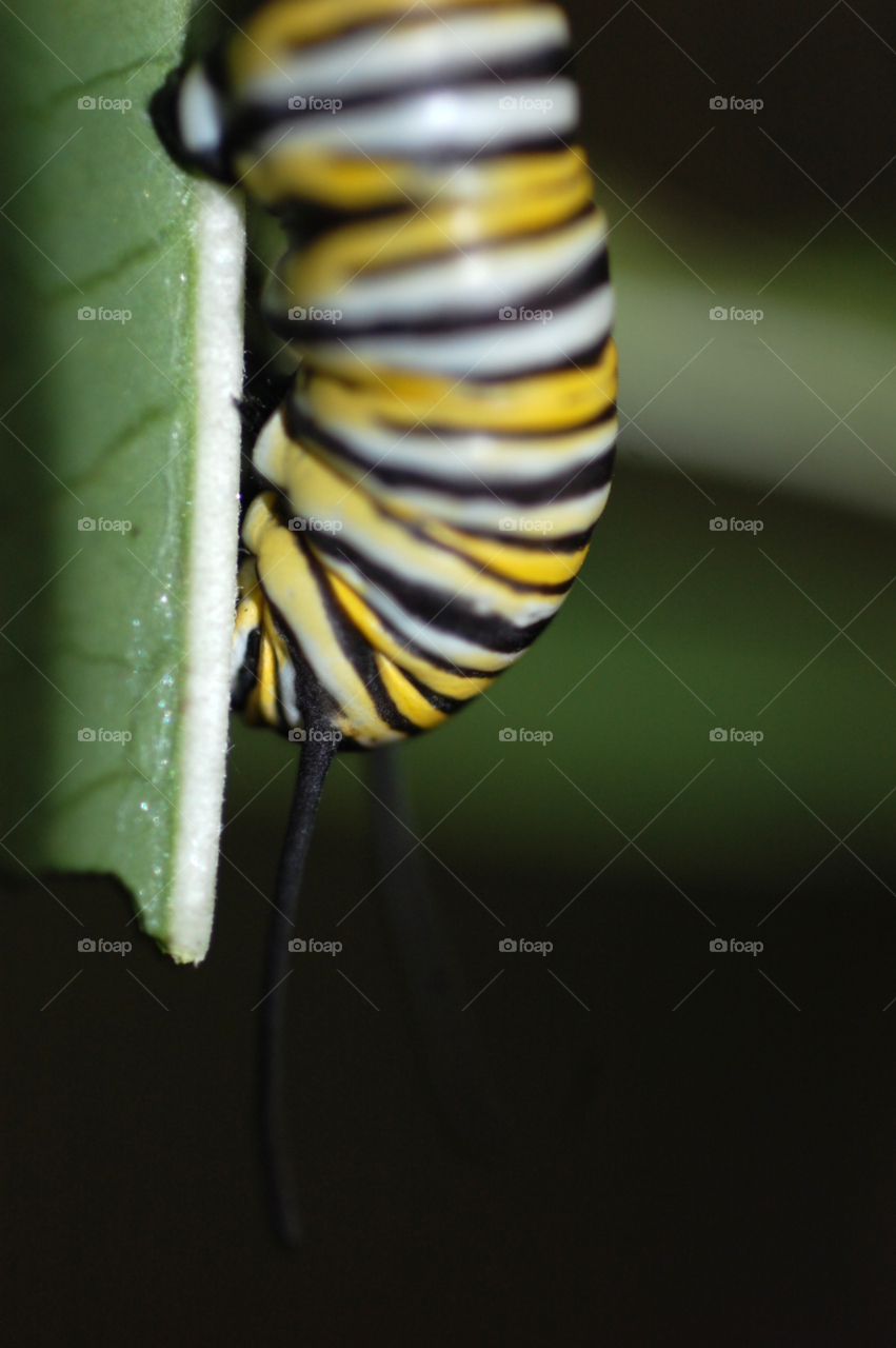 butterfly tiger leaf bug by lightanddrawing