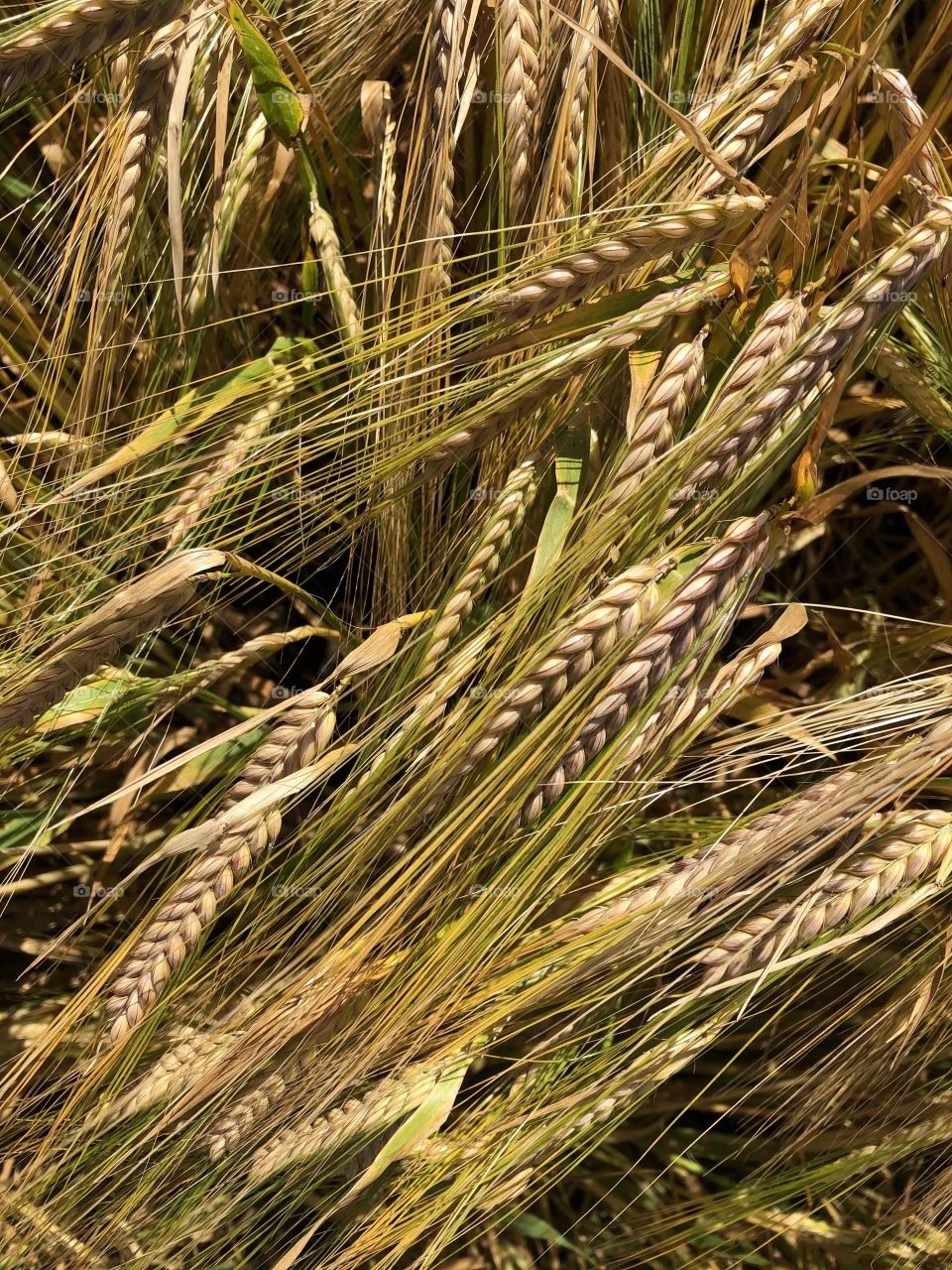 Farmers wheat, farmland, farmer