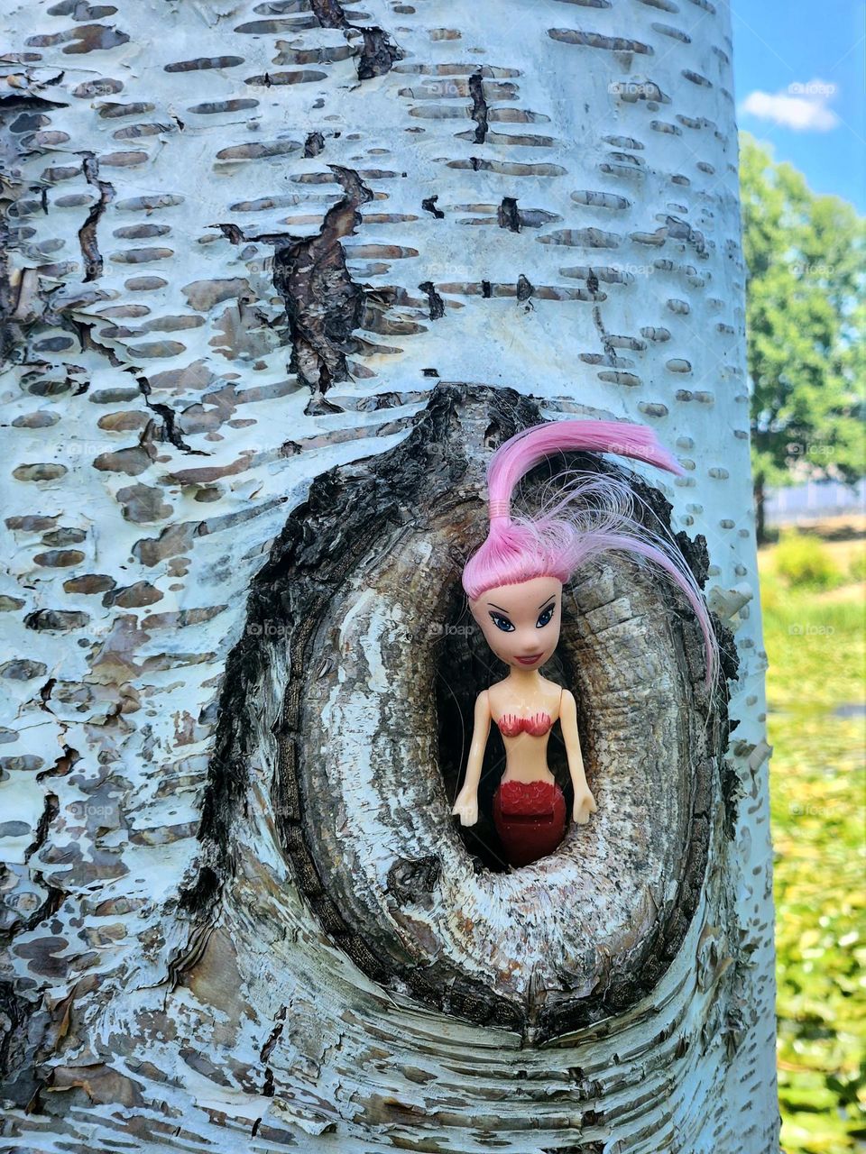 pink haired mermaid doll found in a tree trunk knot on a walk through an Oregon park