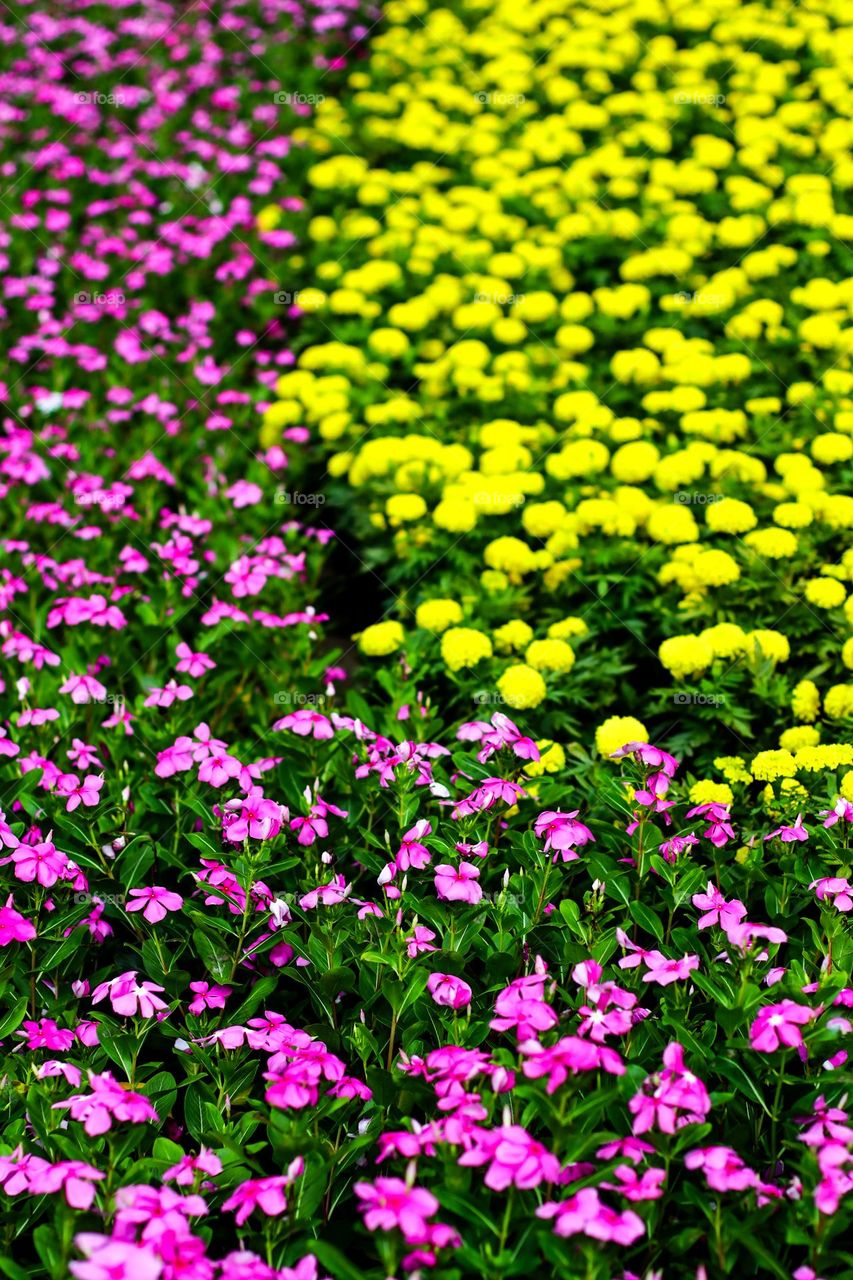 Pink and yellow flowers next to each other with a blend of green leaves - Stock Photo.