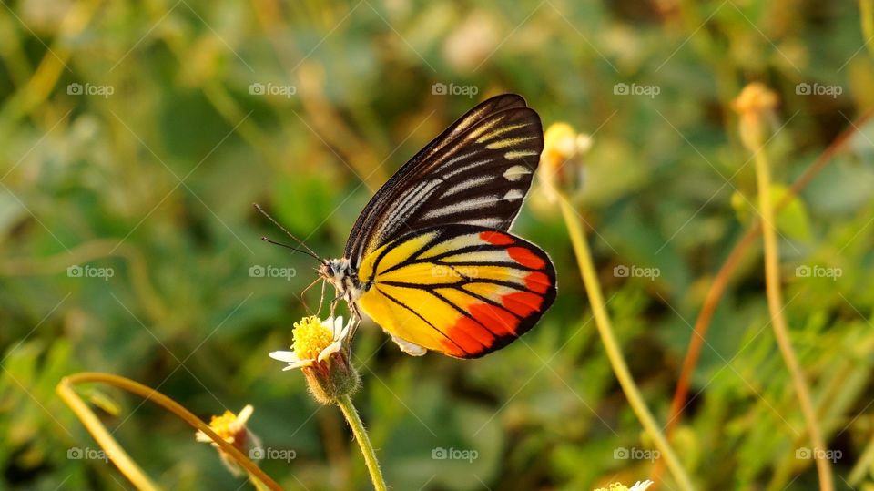 Butterfly in flower filed 