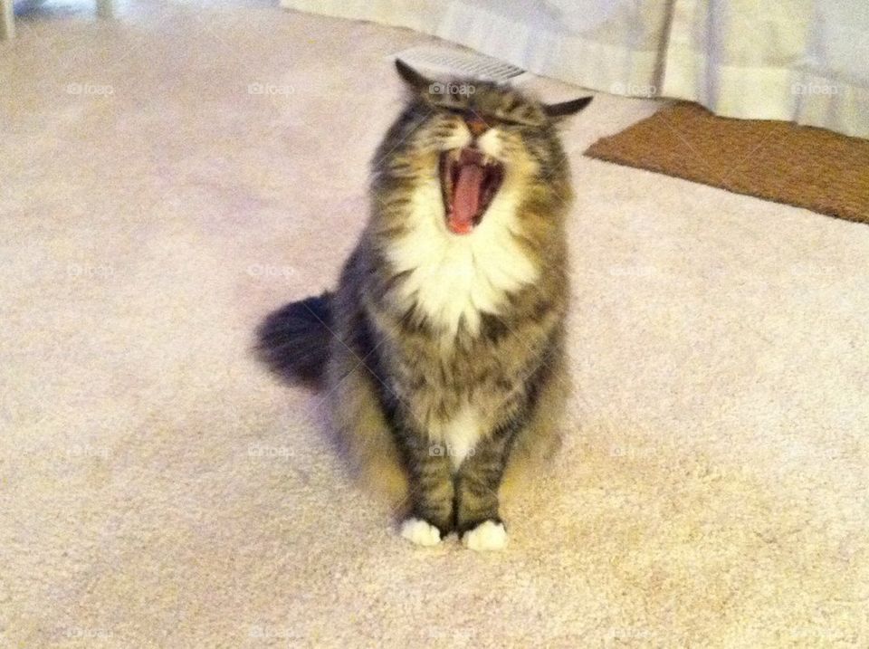 Baby yawn