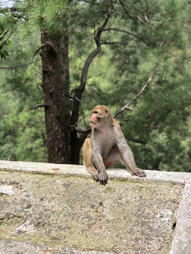 Furious monkey 