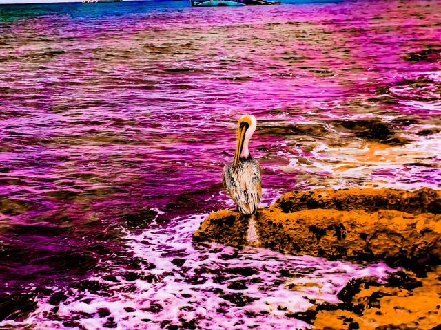 seaside squatter