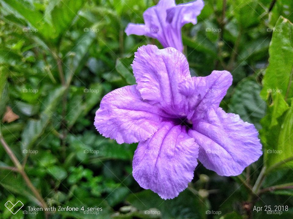 Purple beauty flower