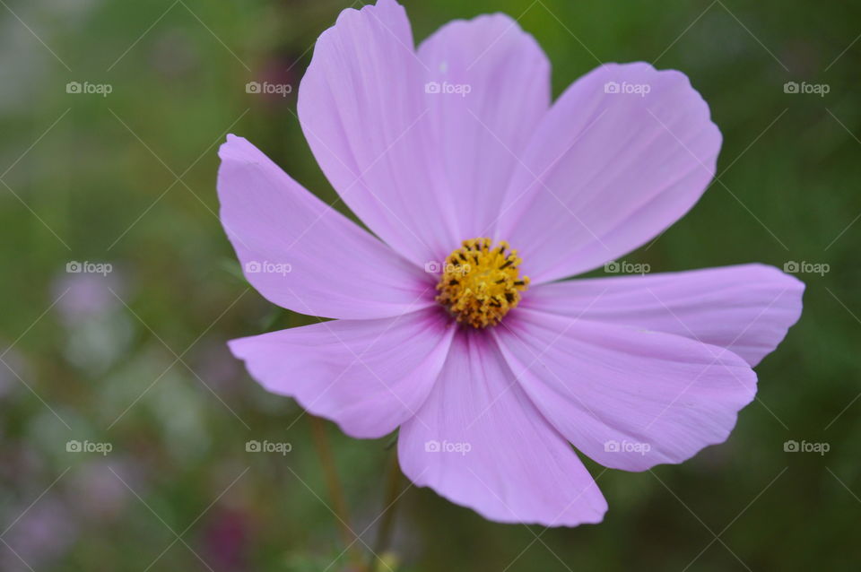 Cosmos flower